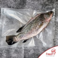 Alternative view of Premium Quality Seabass Barramundi(Cleaned & Gutted) (850g-950g/pc)