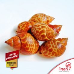 Premium Tiger Topshell (500g/Box)