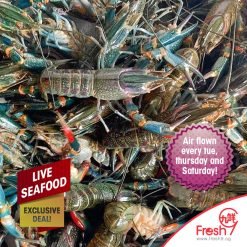 Live Australia Mini Lobster(Yabbies)