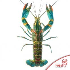 Alternative view of Live Australia Mini Lobster(Yabbies)