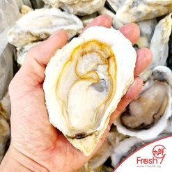 Half Shell Oyster (12-14cm/per pc x 12pcs)